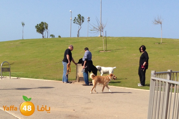 dogs3ajami46s (2).JPG